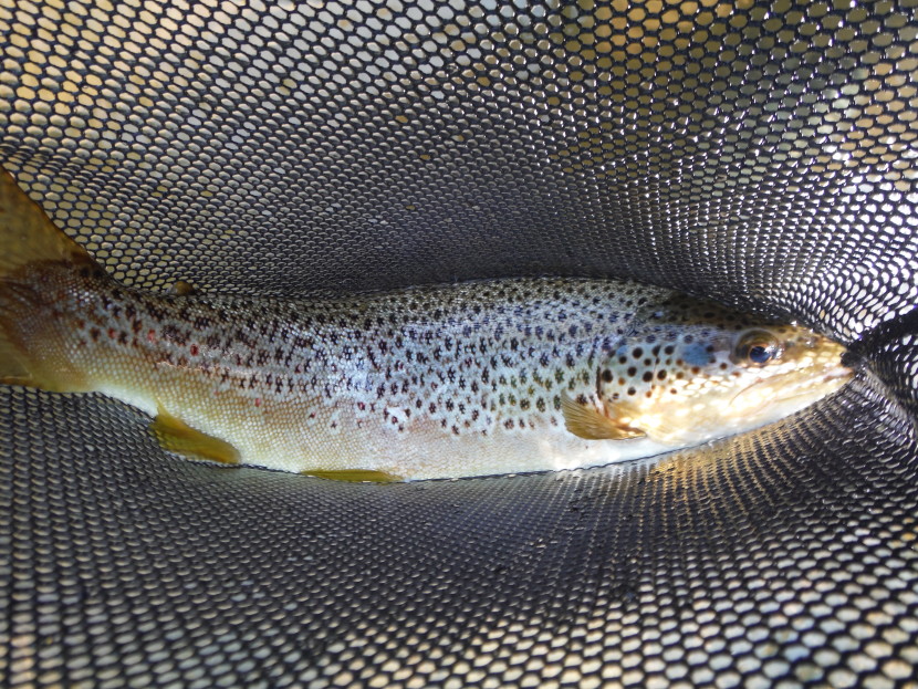 Monnow trout
